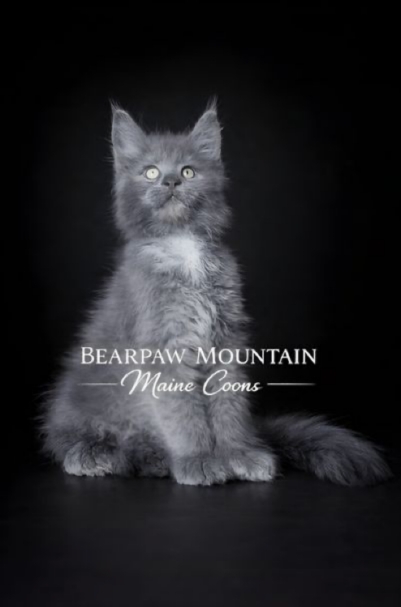 Bearpaw Mountain Maine Coons Bearpaw Mountain Maine Coons