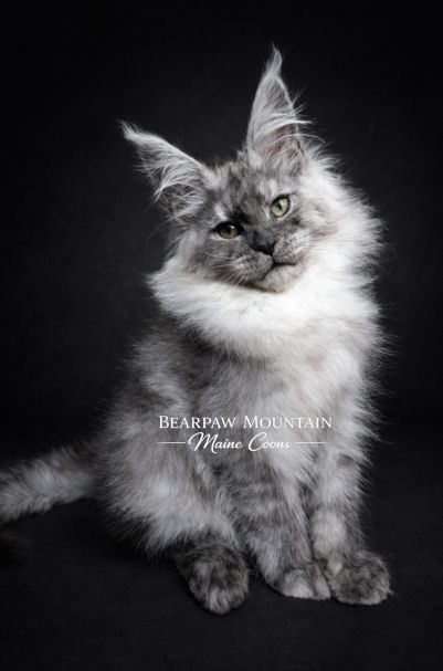 Bearpaw Mountain Maine Coons Bearpaw Mountain Maine Coons
