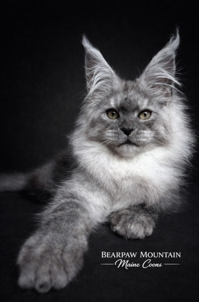 Bearpaw Mountain Maine Coons Bearpaw Mountain Maine Coons