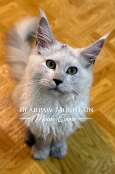 Bearpaw Mountain Maine Coons Bearpaw Mountain Maine Coons
