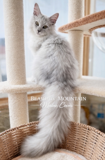 Bearpaw Mountain Maine Coons Bearpaw Mountain Maine Coons