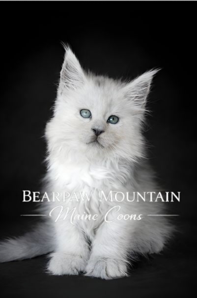 Bearpaw Mountain Maine Coons Bearpaw Mountain Maine Coons