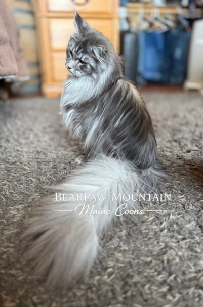 Bearpaw Mountain Maine Coons Bearpaw Mountain Maine Coons