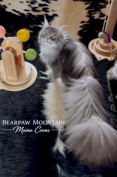 Bearpaw Mountain Maine Coons Bearpaw Mountain Maine Coons