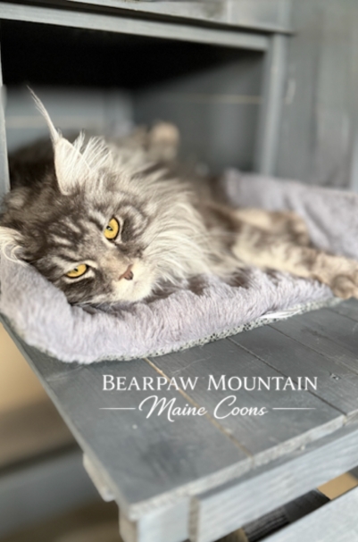 Bearpaw Mountain Maine Coons Bearpaw Mountain Maine Coons