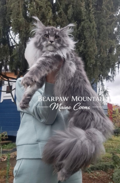 Bearpaw Mountain Maine Coons Bearpaw Mountain Maine Coons