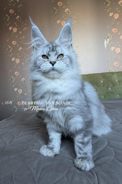 Bearpaw Mountain Maine Coons Bearpaw Mountain Maine Coons