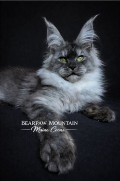 Bearpaw Mountain Maine Coons Bearpaw Mountain Maine Coons