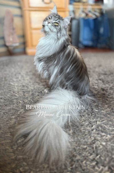Bearpaw Mountain Maine Coons Bearpaw Mountain Maine Coons