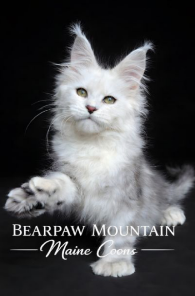 Azriel (4) Bearpaw Mountain Maine Coons