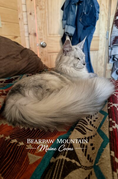 21 Bearpaw Mountain Maine Coons