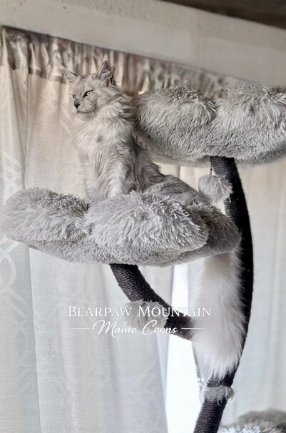 6 Bearpaw Mountain Maine Coons